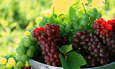 Вино з винограду в домашніх умовах: простий та докладний рецепт з рукавичкою