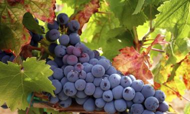 Technology for making grape wine at home